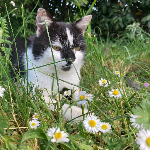 Domino 